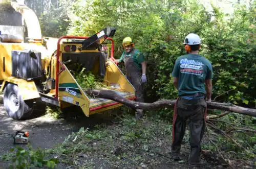 tree services Robins